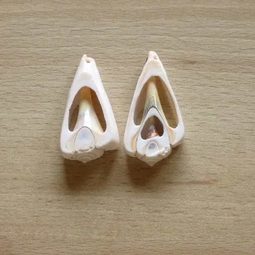 2 coquillages naturels percés 54mm