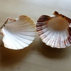 2 coquilles st jacques largeur 10 et 11cm