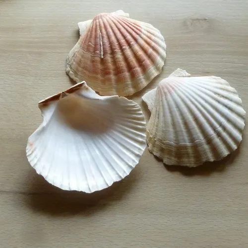 3 coquillages "st jacques" 11,5cm