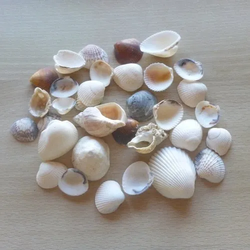 33 coquillages naturels 25 à 60mm
