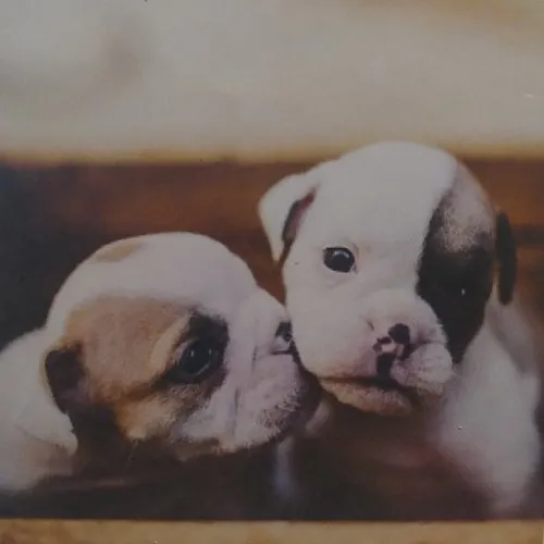 Broderie diamant partielle deux chiots