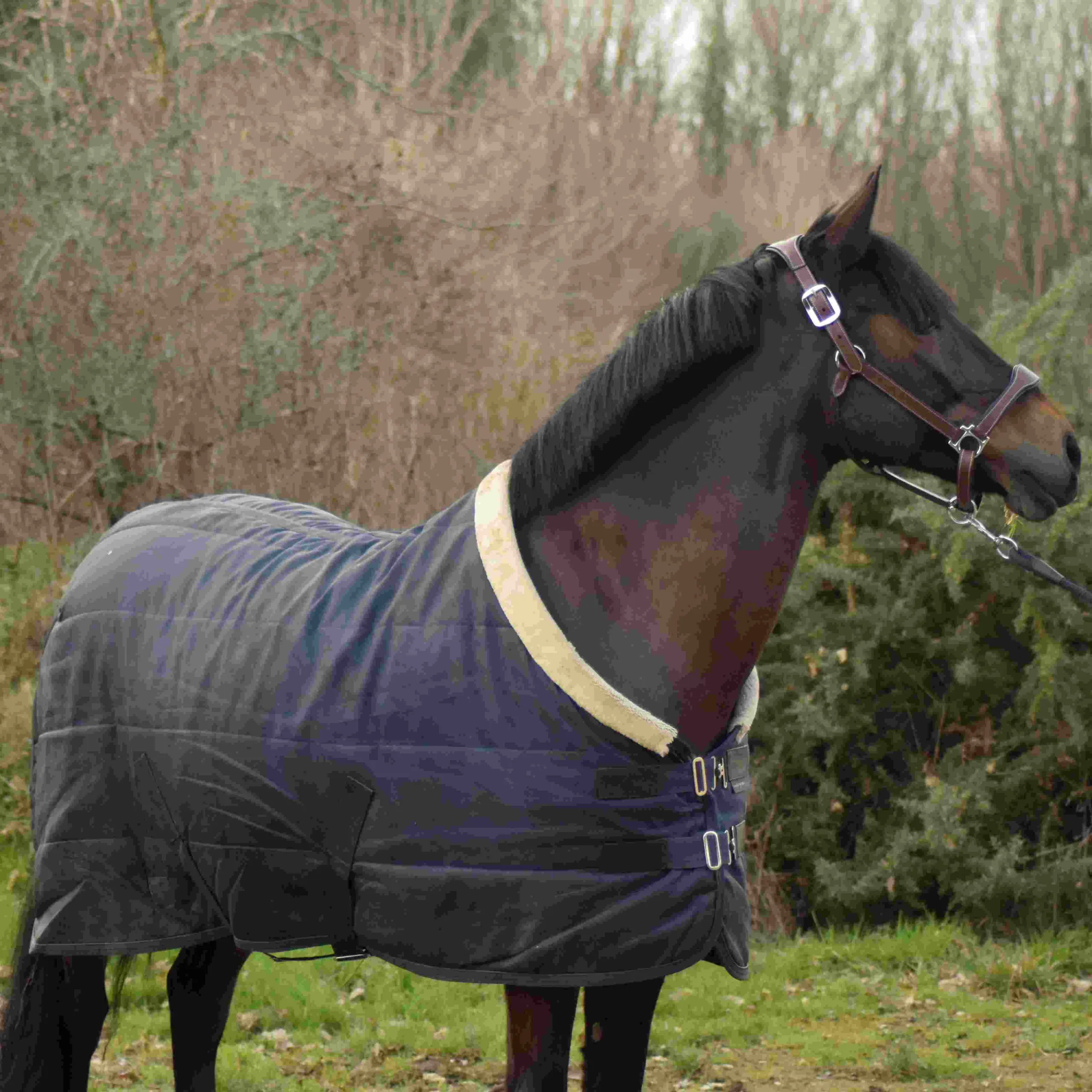 Couverture d'écurie Equi-Theme Teddy pour cheval