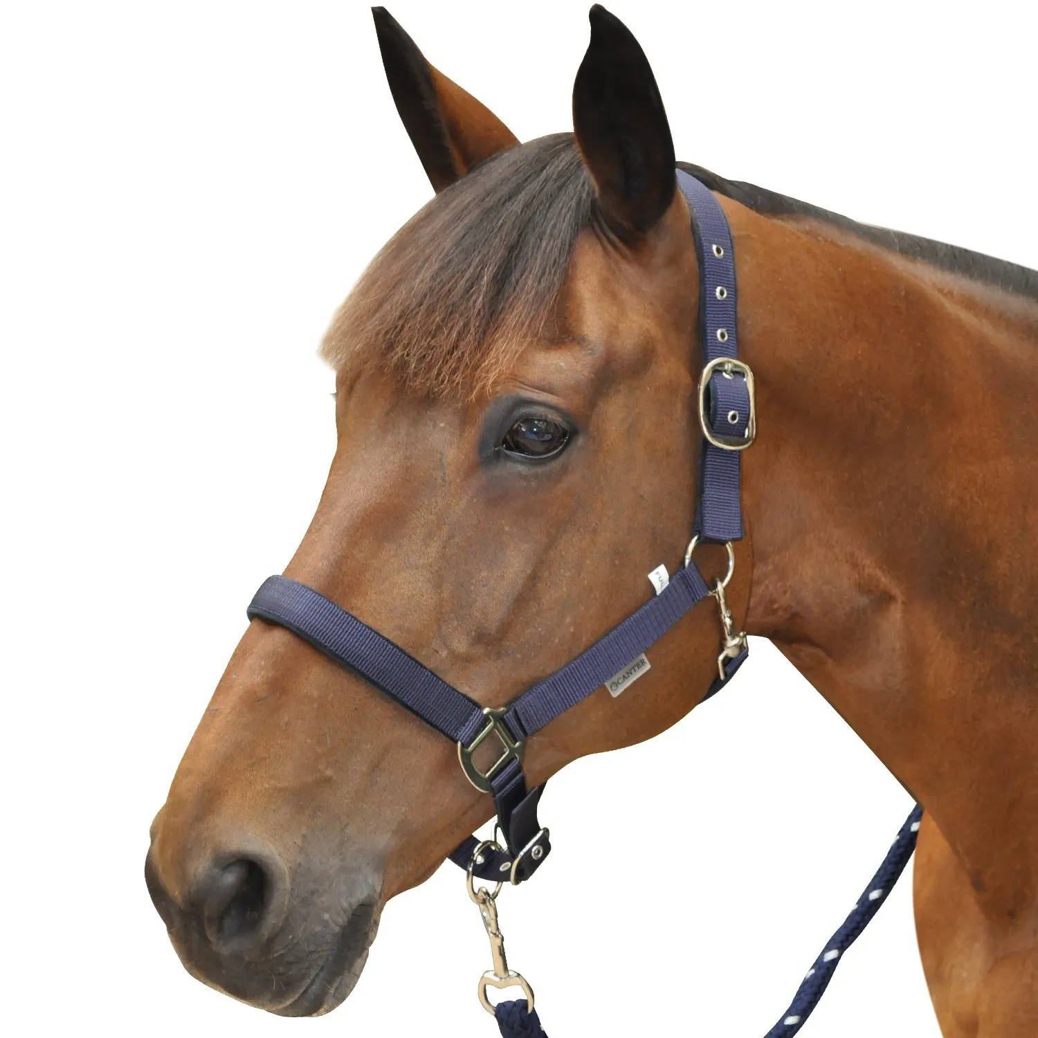 Licol Canter nylon doublé pour cheval